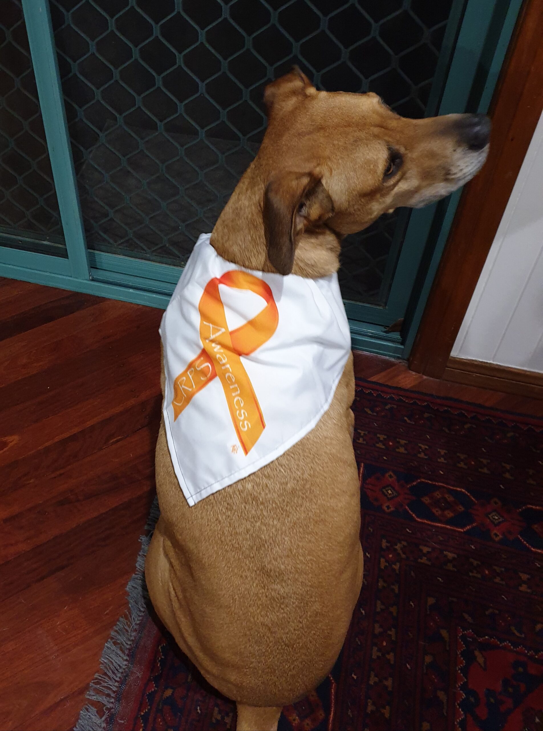 CRPS Awareness bandana for you and your owner ;-)